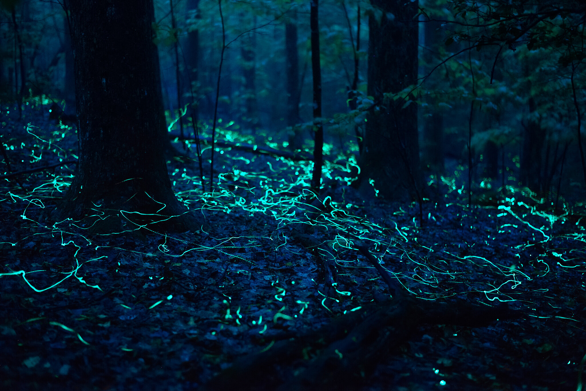 a Blue Ghost fireflies photo