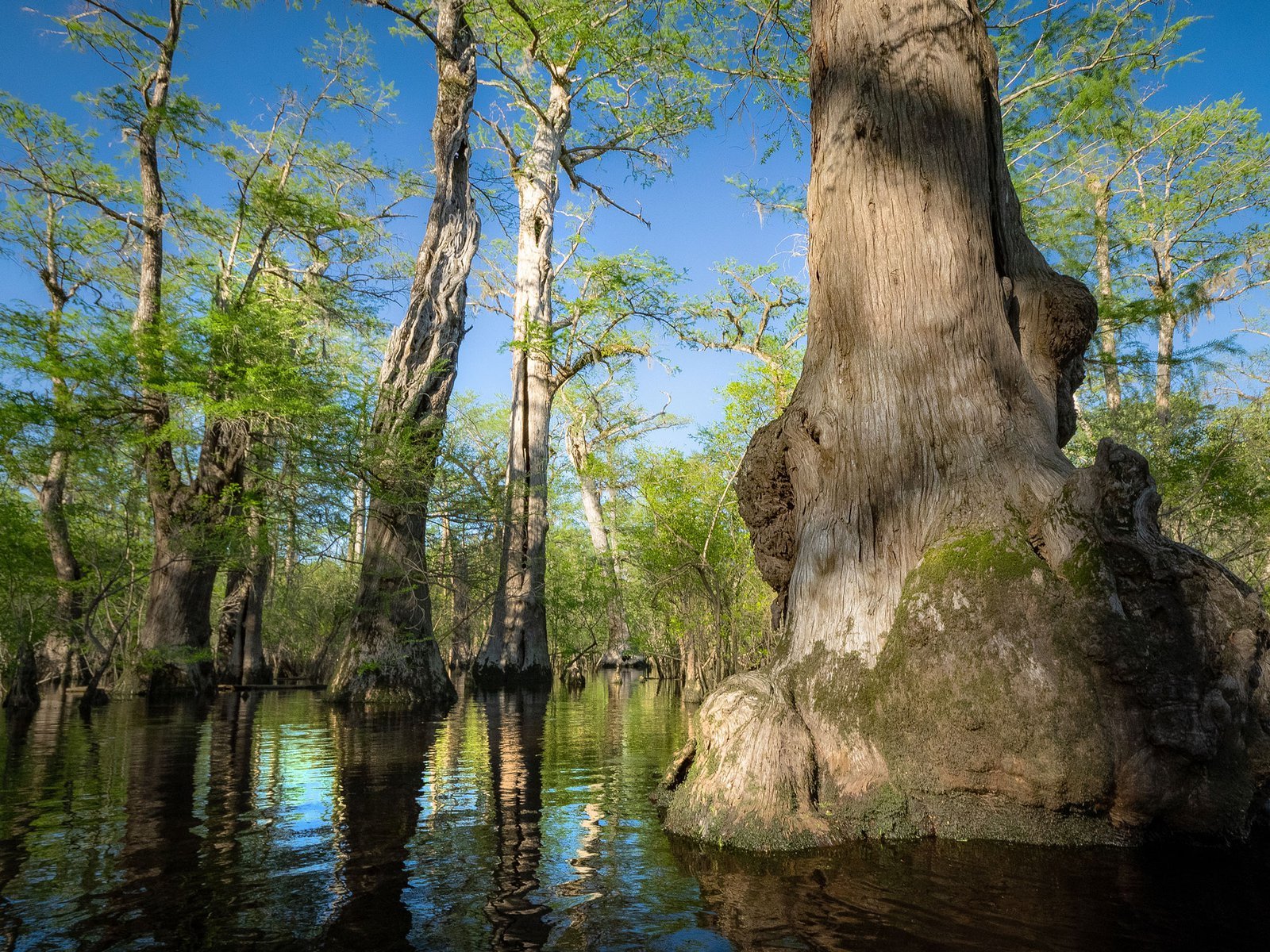 an Oldest Tree in Eastern US photo