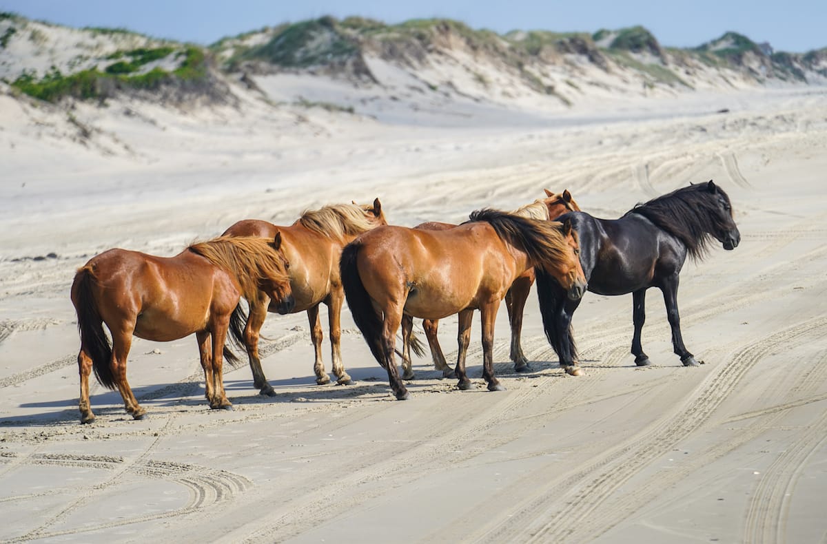 a wild horses photo